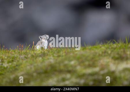 Un pika con colletto (Ochotona collaris) che si ferma sulla tundra alpina al passo Hatcher dell'Alaska centro-meridionale, in alto nelle montagne Talkeetna a nord di Pa.. Foto Stock