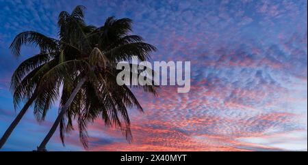 Palma sagomata contro il cielo del tramonto con nuvole rosa scintillanti; Cayo Guillermo, Cuba Foto Stock