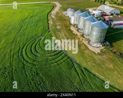 Veduta aerea di una fila di grandi bidoni di grano metallico lungo un campo verde di grano, ad ovest di Calgary, Alberta, Canada; Alberta, Canada Foto Stock