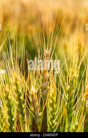 Primo piano di una testa di grano che matura brillando di luce calda all'alba, a est di Langdon, Alberta; Alberta, Canada Foto Stock