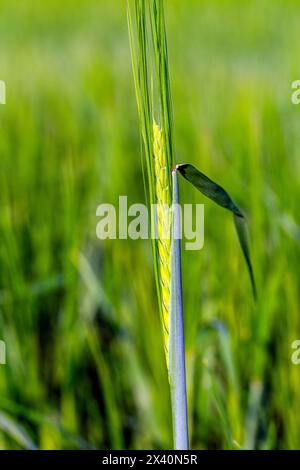 Primo piano di una giovane testa di grano in un campo, ad est di Calgary, Alberta, Canada; Alberta, Canada Foto Stock