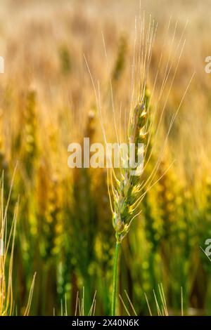 Primo piano di una testa di grano che matura brillando di luce calda all'alba, a est di Langdon, Alberta; Alberta, Canada Foto Stock