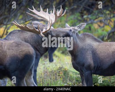 L'alce della mucca dell'Alaska (Alces alces) che entra nell'estro nuccia un toro maturo prima della riproduzione. In primo piano, la parte posteriore di un toro più giovane può essere se... Foto Stock