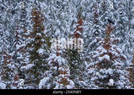 Raven (Corvus corax principalis) seduto su pini innevati; Whitehorse, Yukon, Canada Foto Stock