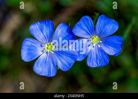 Dettaglio ravvicinato di due fiori di lino blu (Linum usitatissimum); Calgary, Alberta, Canada Foto Stock