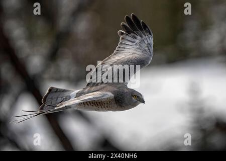 L'arriera settentrionale (Circus hudsonius), noto anche come falco paludoso o falco dalla coda ad anello, è un uccello preda. Si riproduce in tutte le parti settentrionali o... Foto Stock