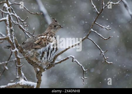 L'abete rosso (Canachites canadensis) si trova in un albero durante una nevicata. È anche conosciuto come Canada grouse, abete rosso o gallina sciocca, ed è un... Foto Stock