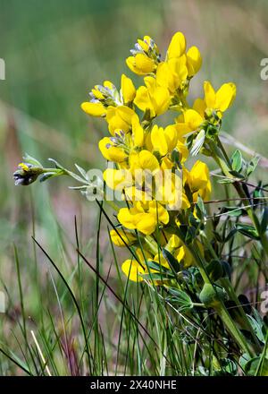 Primo piano di una pianta gialla di fagioli di bufalo in fiore (Thermopsis rhombifolia), chiamata anche Prairie Thermopsis, in piena luce del sole Foto Stock