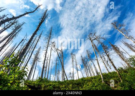 Raggruppamento di alberi morti in piedi da un incendio boschivo con sottobosco verde, cielo blu e nuvole, Waterton Lakes National Park Foto Stock