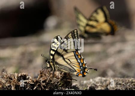 Le farfalle a coda di rondine sono grandi e colorate farfalle della famiglia Papilionidae; Whitehorse, Yukon, Canada Foto Stock
