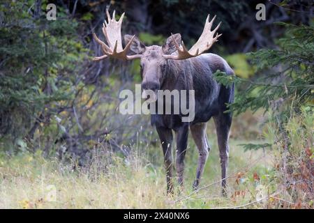 Ritratto di un alce toro dell'Alaska (Alces alces) in piedi nella foresta e guardando la macchina fotografica mentre si ferma durante il rut di settembre o il mare riproduttore... Foto Stock