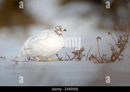 Una gallina di salice ptarmigan (Lagopus lagopus) cammina su piedi pesantemente piumati che fungono da racchette da neve, scattata all'inizio di maggio nel Chugach dell'Alaska centro-meridionale... Foto Stock