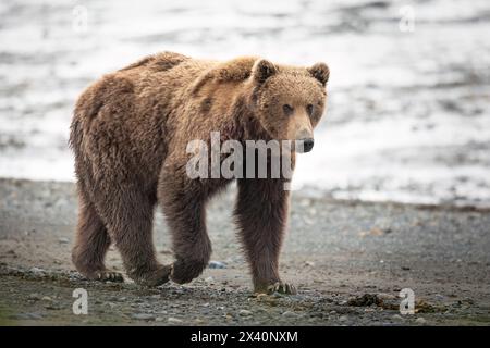 Ritratto di un orso bruno (Ursus arctos) che cammina lungo uno spiedo di sabbia nel McNeil Cove dell'Alaska sud-occidentale. La bassa marea ha esposto le distese fangose della baia, ... Foto Stock