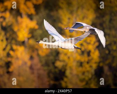 Il cigno trombettista adulto (Cygnus buccinator), identificato da piume bianco solido e becco nero, è accompagnato da un cygnet subadulto di piume grigio su un... Foto Stock