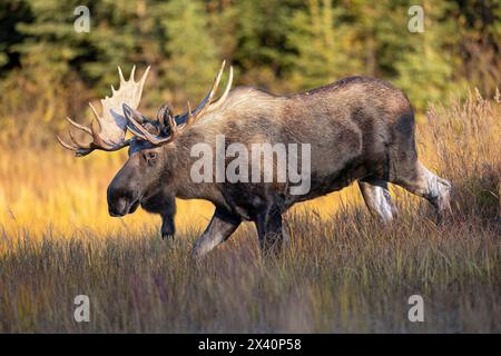 L'alce toro dell'Alaska (Alces alces gigas) attraversa un prato alla ricerca di alci di mucca durante il "rut" di settembre, o stagione riproduttiva. La stagione dura... Foto Stock