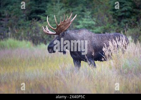 Ormoni che infuriano, un alce toro (Alces alces) in piedi nell'erba chiude gli occhi su una mucca sul lato opposto di una palude dell'Alaska centro-meridionale durante il... Foto Stock
