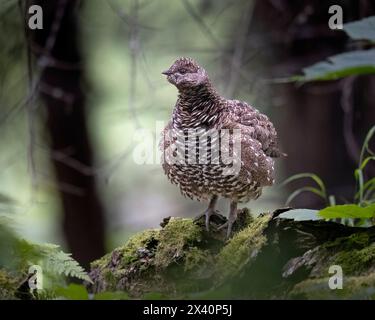 Una femmina di abete rosso (Falcipennis canadensis) si erge attentamente in una tribuna di abete dell'Alaska centro-meridionale, che gonfia le sue piume. Gli uccelli dipendono da... Foto Stock