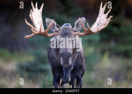 Ritratto di un alce di toro dell'Alaska (Alces alces) in piedi in un prato e guardando la telecamera mentre si ferma durante il rut di settembre o la stagione riproduttiva... Foto Stock