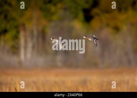 Un paio di anatre immature con collo ad anello (Aythya collaris) sorvolano la palude di vasaio di Anchorage alla fine di settembre prima della migrazione autunnale. Parte o... Foto Stock