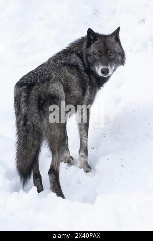 Primo piano di un lupo (Canis lupus) selvaggio che fa contatto visivo; Haines Junction, Yukon, Canada Foto Stock