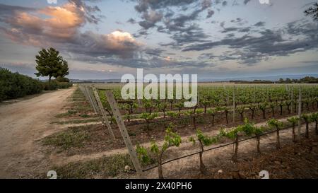 Vigneto sotto un bellissimo cielo al tramonto sull'isola di Sardegna, Italia; Alghero, Sassari, Italia Foto Stock