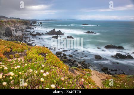 Esposizione lenta di surf e Ice Plant (Aizoaceae) nell'Oceano Pacifico a Sereno del Mar, California, Stati Uniti; California, Stati Uniti d'America Foto Stock