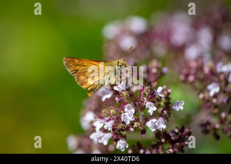 Ritratto ravvicinato di una farfalla Woodland Skipper (Ochlodes sylvanoides) che raccoglie nettare da un fiore da giardino Foto Stock