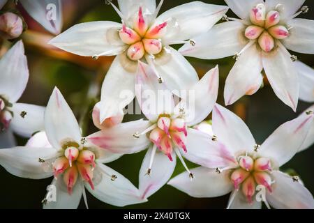 Piccoli fiori di una pianta di giada (Crassula ovata); Olympia, Washington, Stati Uniti d'America Foto Stock