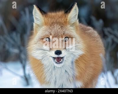 Ritratto ravvicinato di una volpe rossa (Vulpes vulpes) a bocca aperta di fronte al fotografo nell'Alaska centro-meridionale. Le volpi rosse sono grandi cacciatori di... Foto Stock