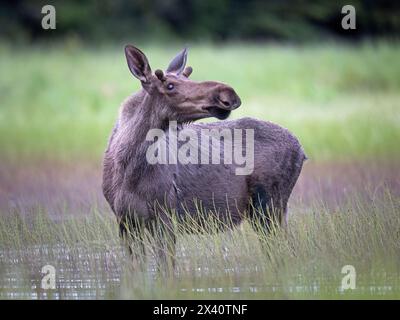 Ritratto di un giovane alce toro (Alces alces) che lancia un occhio lierido mentre attende nelle acque basse di uno stagno dell'Alaska centro-meridionale a metà estate. Alce oft... Foto Stock