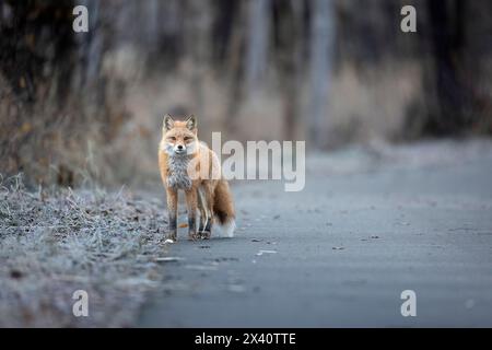 Ritratto di una volpe rossa (Vulpes vulpes) in pausa per guardare la fotocamera su una pista ciclabile di Anchorage in una fredda mattina di ottobre nell'Alaska centro-meridionale Foto Stock