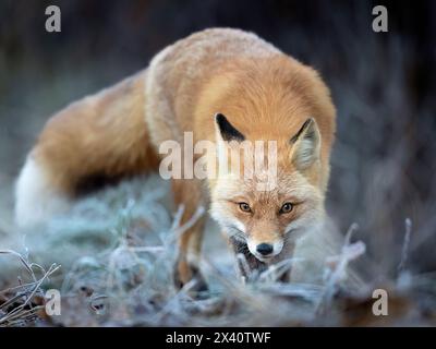 Ritratto di una volpe rossa (Vulpes vulpes) in piedi nell'erba osservando attentamente mentre cacciava in una fredda mattina di ottobre nell'Alaska centro-meridionale Foto Stock