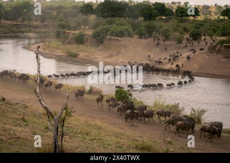 Vista panoramica di una grande mandria di GNU blu (Connochaetes taurinus) che attraversa Mara in due linee; Parco Nazionale del Serengeti, Tanzania, Africa Foto Stock