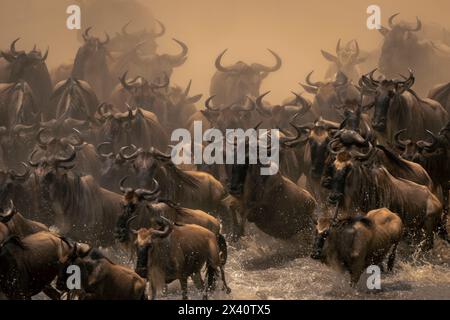 Vista ravvicinata di una grande mandria di GNU blu (Connochaetes taurinus) che attraversa il fiume Mara tra nuvole di polvere Foto Stock