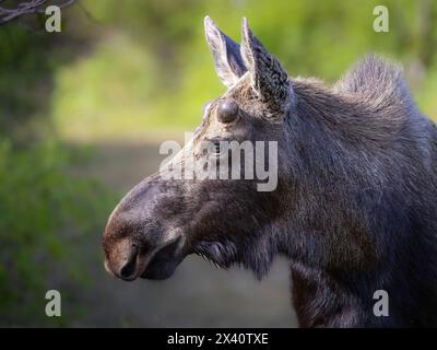 Ritratto ravvicinato del profilo di un alce toro (Alces alces) con le sue corna appena cominciate ad apparire mentre inguainate in velluto, si mette in pausa il ... maggio Foto Stock