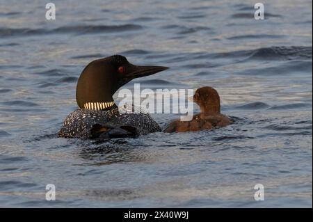 Common loon (Gavia immer), in nidificazione del piumaggio, e un pulcino che nuota fianco a fianco sull'acqua; Lake of the Woods, Ontario, Canada Foto Stock