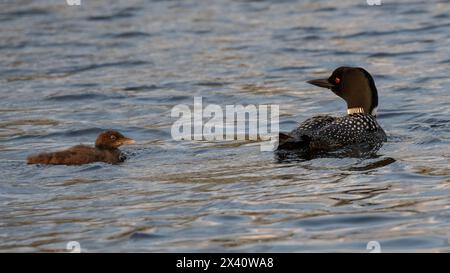 Common loon (Gavia immer), in nidificazione del piumaggio, e un pulcino che nuota fianco a fianco sull'acqua; Lake of the Woods, Ontario, Canada Foto Stock