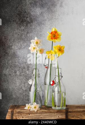 STILL Life con tre bottiglie di vetro e una varietà diversa di fiori di narcisi. Splendida disposizione floristica primaverile. (Narcissus) Copia spazio. Foto Stock