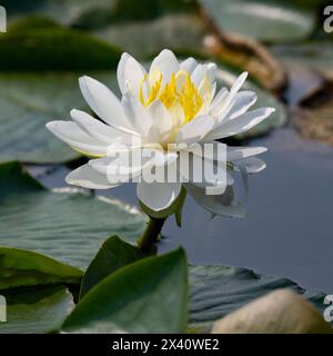 Primo piano della fioritura di una ninfea (Nymphaeaceae) sul lago dei boschi sotto il sole brillante; Keewatin, Ontario, Canada Foto Stock