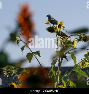 Uccelli arroccati sui girasoli (Helianthus annuus) in una giornata di sole; Isola di Vancouver, Columbia Britannica, Canada Foto Stock