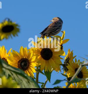Uccello arroccato su un girasole (Helianthus annuus) retroilluminato dalla luce del sole con un cielo blu; Isola di Vancouver, Columbia Britannica, Canada Foto Stock