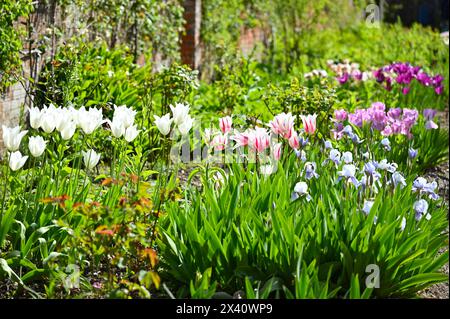 Splendida esposizione di fiori primaverili misti, tra cui tulipani e Iris barbuti nel giardino murato di Mottisfont Abbey Hampshire UK April Foto Stock