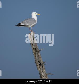 Gabbiano arroccato su legno morto; Lake of the Woods, Ontario, Canada Foto Stock