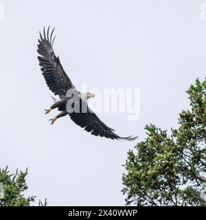 Aquila calva (Haliaeetus leucocephalus) con un'ampia apertura alare che vola tra le cime degli alberi in un cielo blu; Lake of the Woods, Ontario, Canada Foto Stock