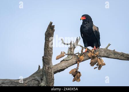 Bateleur (Terathopius ecaudatus) sotto il cielo blu su albero morto nel Parco Nazionale del Serengeti; Tanzania Foto Stock