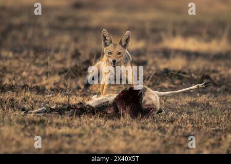 Lo sciacallo nero (Canis mesomelas) si erge con la telecamera per il kill watching nel Parco Nazionale del Serengeti; Tanzania Foto Stock