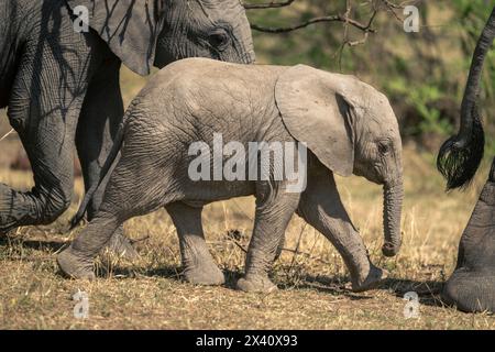 L'elefante africano (Loxodonta africana) cammina con la mandria nel Parco Nazionale del Serengeti; Tanzania Foto Stock