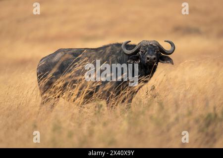 Bufalo del Capo (Syncerus caffer) in piedi in erba guardando la telecamera nel Parco Nazionale del Serengeti; Tanzania Foto Stock
