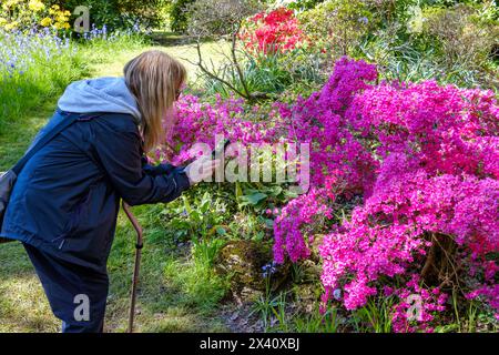 Donna che fotografa e identifica piante e fiori, sul suo cellulare, Regno Unito Foto Stock