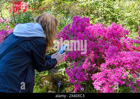 Donna che fotografa e identifica piante e fiori, sul suo cellulare, Regno Unito Foto Stock